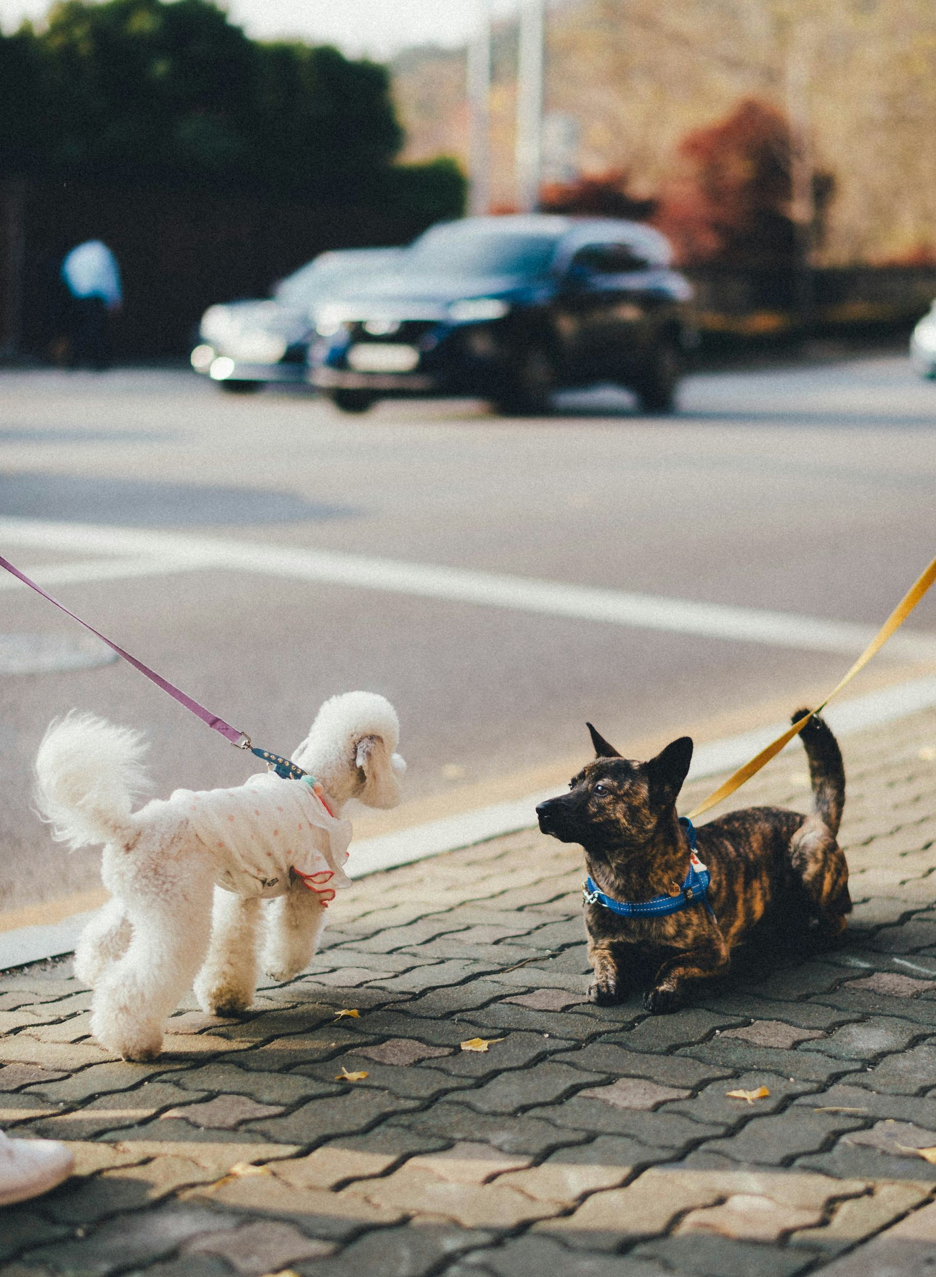 sundancecreektownhomes-pets-at-apartments mcdonough ga